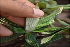 Gnaphalium luteoalbum